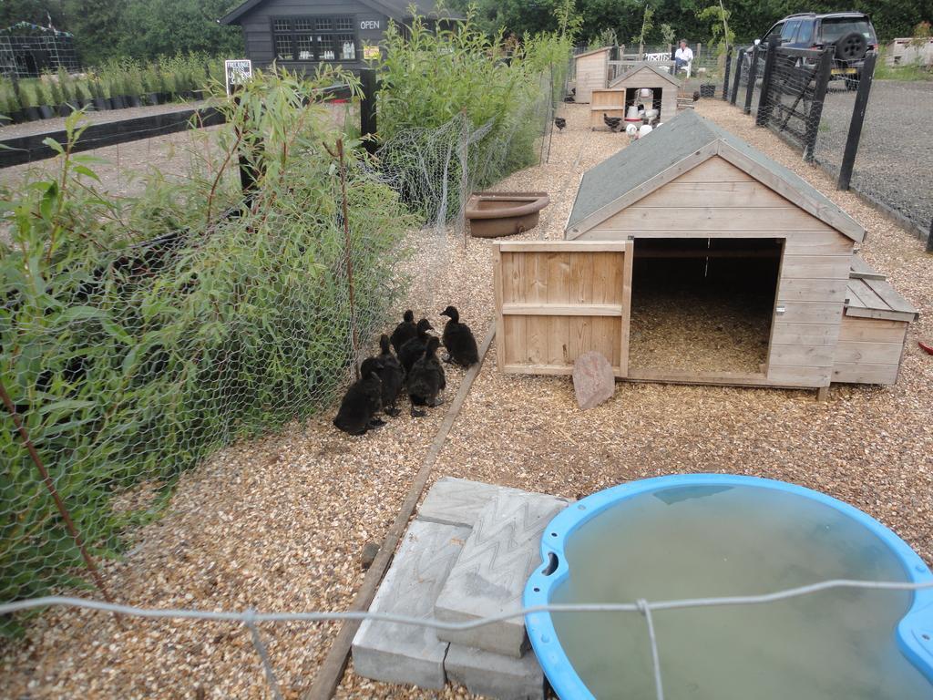 Willow Court Farm Studio East & Petting Farm, 8 Mins To Legoland & Windsor, 15 Mins To Lapland Uk ภายนอก รูปภาพ