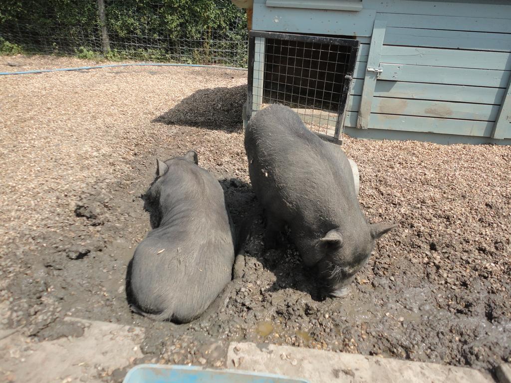 Willow Court Farm Studio East & Petting Farm, 8 Mins To Legoland & Windsor, 15 Mins To Lapland Uk ภายนอก รูปภาพ