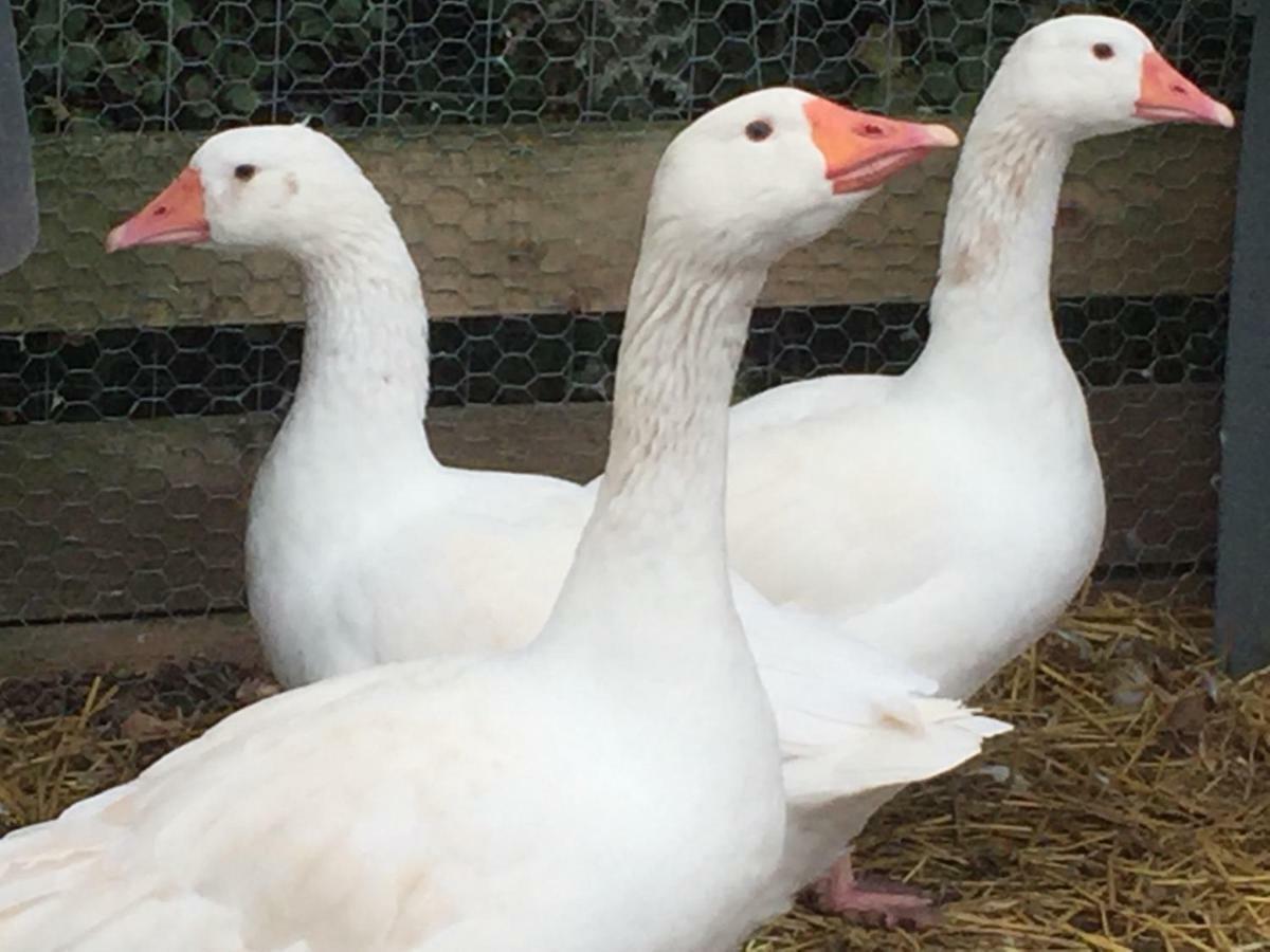 Willow Court Farm Studio East & Petting Farm, 8 Mins To Legoland & Windsor, 15 Mins To Lapland Uk ภายนอก รูปภาพ