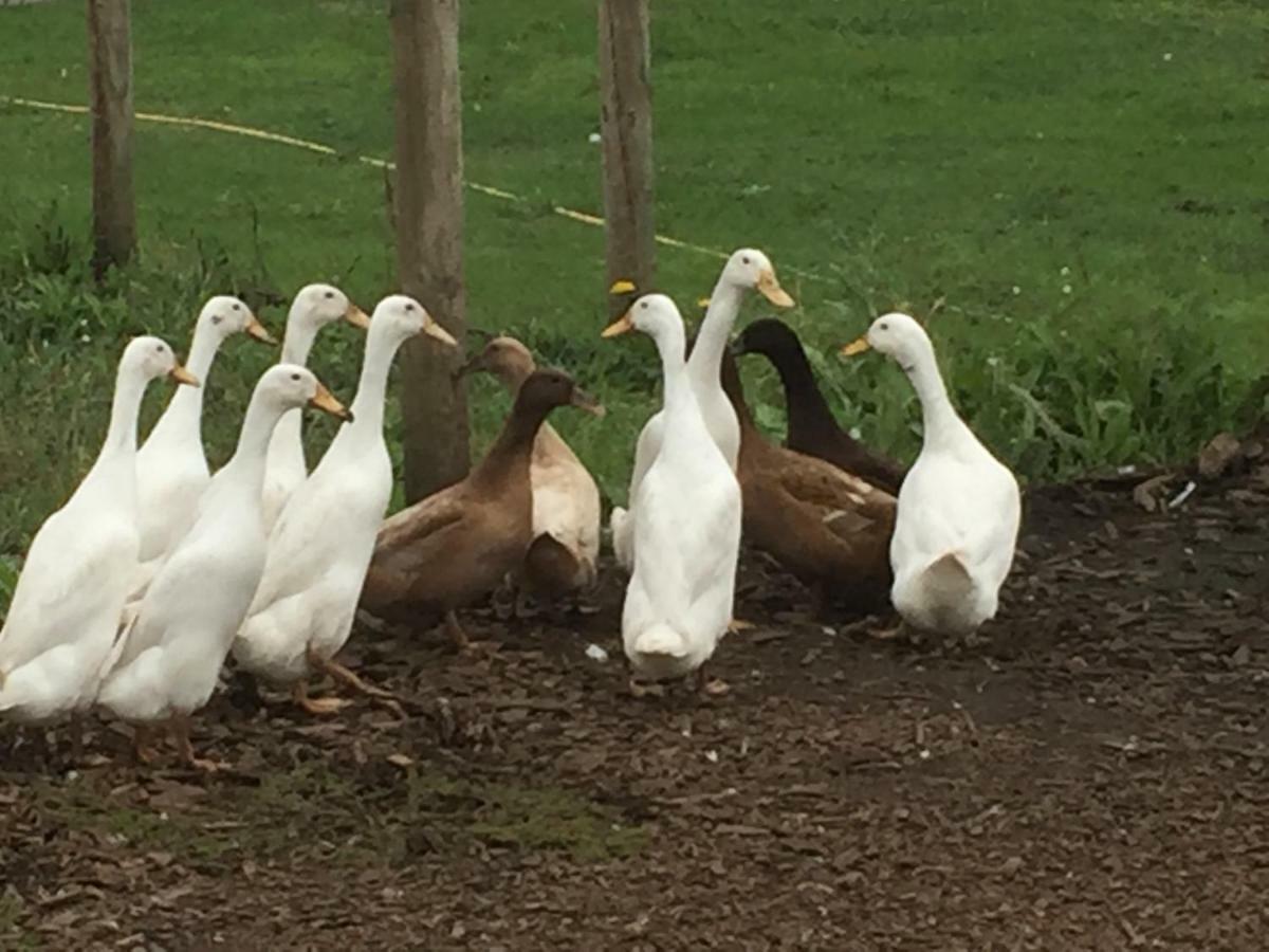 Willow Court Farm Studio East & Petting Farm, 8 Mins To Legoland & Windsor, 15 Mins To Lapland Uk ภายนอก รูปภาพ