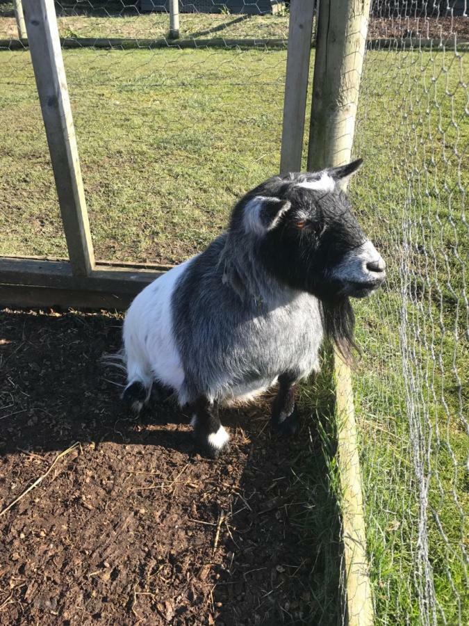 Willow Court Farm Studio East & Petting Farm, 8 Mins To Legoland & Windsor, 15 Mins To Lapland Uk ภายนอก รูปภาพ