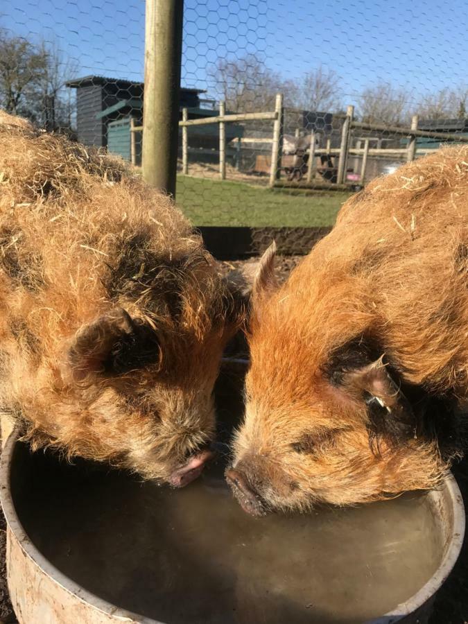 Willow Court Farm Studio East & Petting Farm, 8 Mins To Legoland & Windsor, 15 Mins To Lapland Uk ภายนอก รูปภาพ