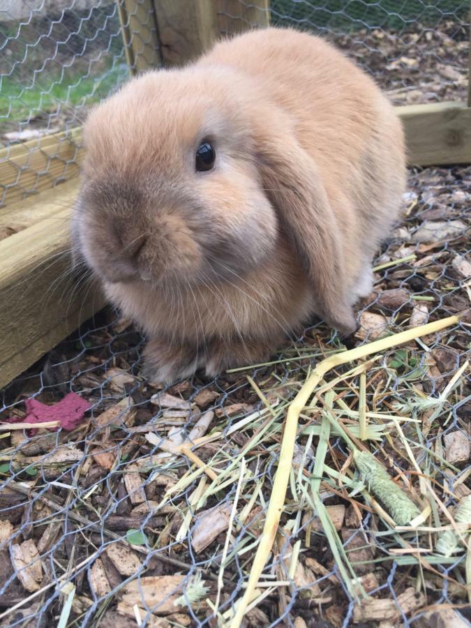 Willow Court Farm Studio East & Petting Farm, 8 Mins To Legoland & Windsor, 15 Mins To Lapland Uk ภายนอก รูปภาพ